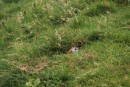 A puffin emerges from burrow