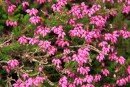 Scottish heather in bloom