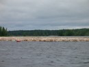 Pulp wood holding areas in the water near Lappeenranta