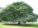 Oregon Maple tree on the grounds of Trinity College.  Planted in 1803
