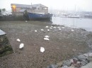 Swans sleeping at low tide at Plymouth