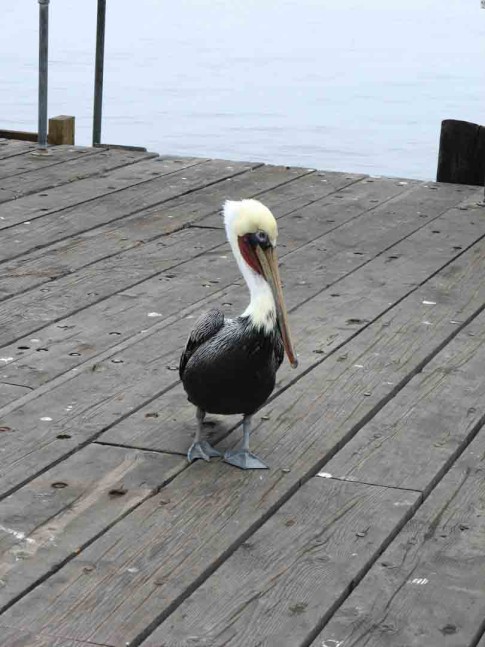 IMG_0272: Pelican friend looking for snacks!