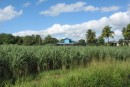 Sugar cane field.