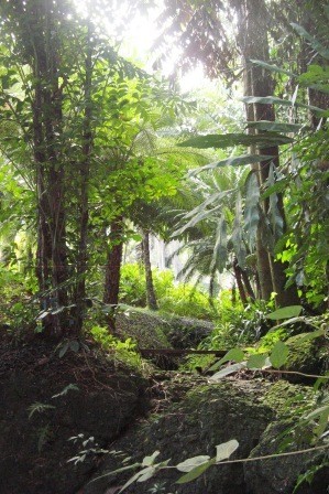 Fiji jungle