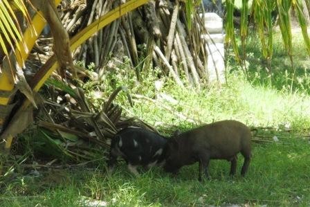 Dog & Piglet show! Pigs are an important element to Funafuti.