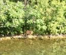 Wildlife along the canal