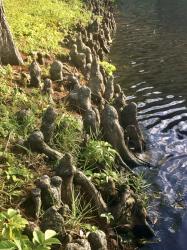 Roots sticking out like small statues near a pond