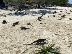 That’s a “ Mess” of Iguanas. That what a group is called