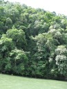 Greenery along the Gorge