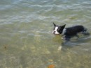 Bodee LOVES being in the water!