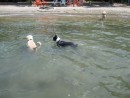 Pearl and Bodee swimming