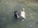 Pearl and Bodee swimming toward mommy