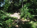 Jungle path and staircase dating back from the yellow fever epidemic