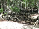 Roots - home to millions of hermit crabs!