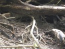 Ficus (banyan) tree roots