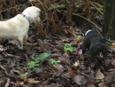 Pearl and Bodee on the jungle path, looking for crabs