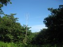 Symbolic tree, jungle path