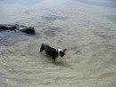 Bodee playing in the surf
