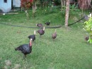 Turkeys at Los Palatitos