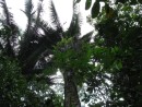Big Palm tree