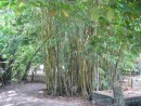 Nice Bamboo stand, near Brickyard Bay, Roatan