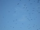 More Frigate birds