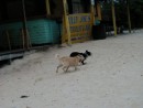 Our dogs, Pearl and Bodee, running on the beach, Grand Bahama