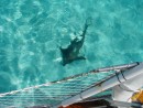 Sand shark underneath Lorelei, anchored between Big & Little Major, off Staniel Cay, Bahamas