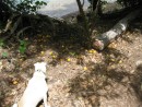 Pearl looking at mango drops - they