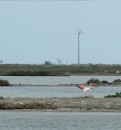 Flamingoes at La Tancada wildlife reserve
