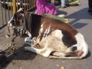 in Indien sind Kühe heilig!
