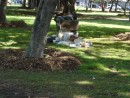 und noch mehr Obdachlose im Ala Moana Park