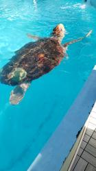 Turtle Rescue: An interesting site in Marathon is the Turtle Rescue