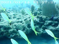 Yellow Tail: Lots of yellow tail snapper on the Sombrero Reef