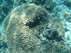 Some great snorkeling: Brain coral, sponges and lots of cool fish