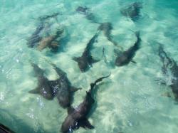 Nurse sharks: Peaceful nurse sharks at Highborne Cay