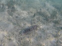 Sea slug: There were 1000