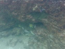 Queen Angel Fish: A few fish congregate on the snorkle trail at crab cay