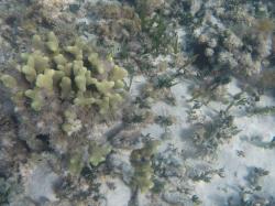 Coral and fish : Fish and Coral at Crab Cay Reef