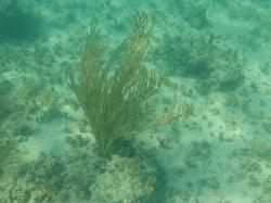 Long-armed coral: We saw a forest of all differnt kinds of long-armed coral