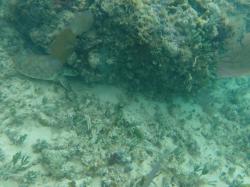 Hiding turtle: We saw tons of sea turtles near Crab Cay