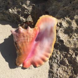 Great shelling: A beautiful conch that Alexi found