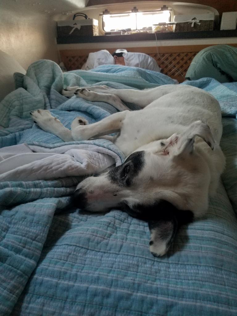 Alexi and Sirius napping: The dog share the bed with Alexi when napping