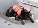 Personal Floatation Device: For some reason dogs have to wear PFDs more often than humans.