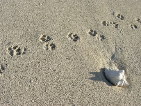 Footprints: Leave nothing but footprints... (that means you have to clean up your poo)