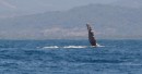 Whale frolic: Outside Chacala my first time in