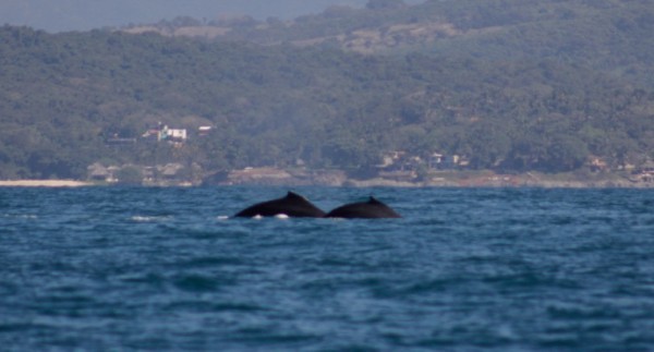 Whale frolic: Outside Chacala my first time in