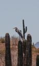 Bahia Amortijada: Blue heron on a cactus