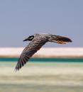 Bahia Amortijada: Night heron in flight