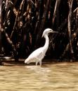 Bahia Amortijada: Snowy egret